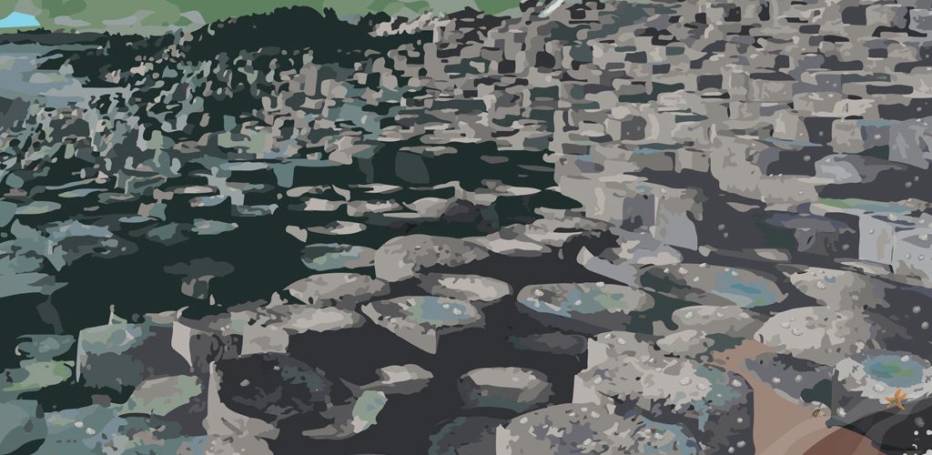 Wall illustration for Sealife rockpool area