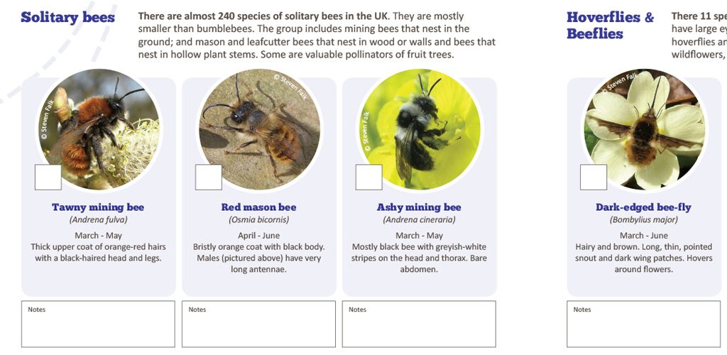Design of A3 poster for Buglife
