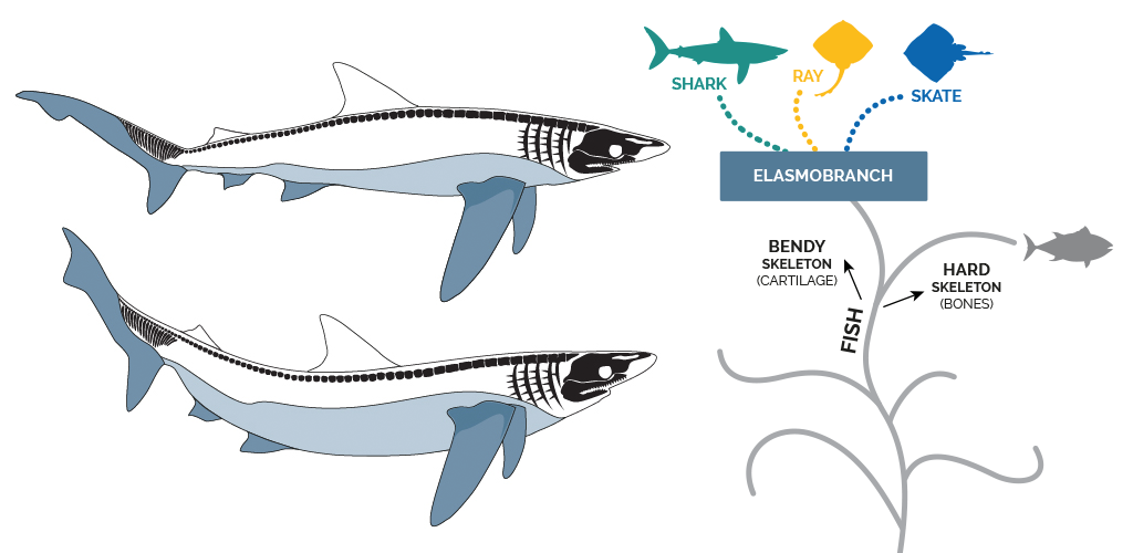 illustration of the elasmobranch group of fish